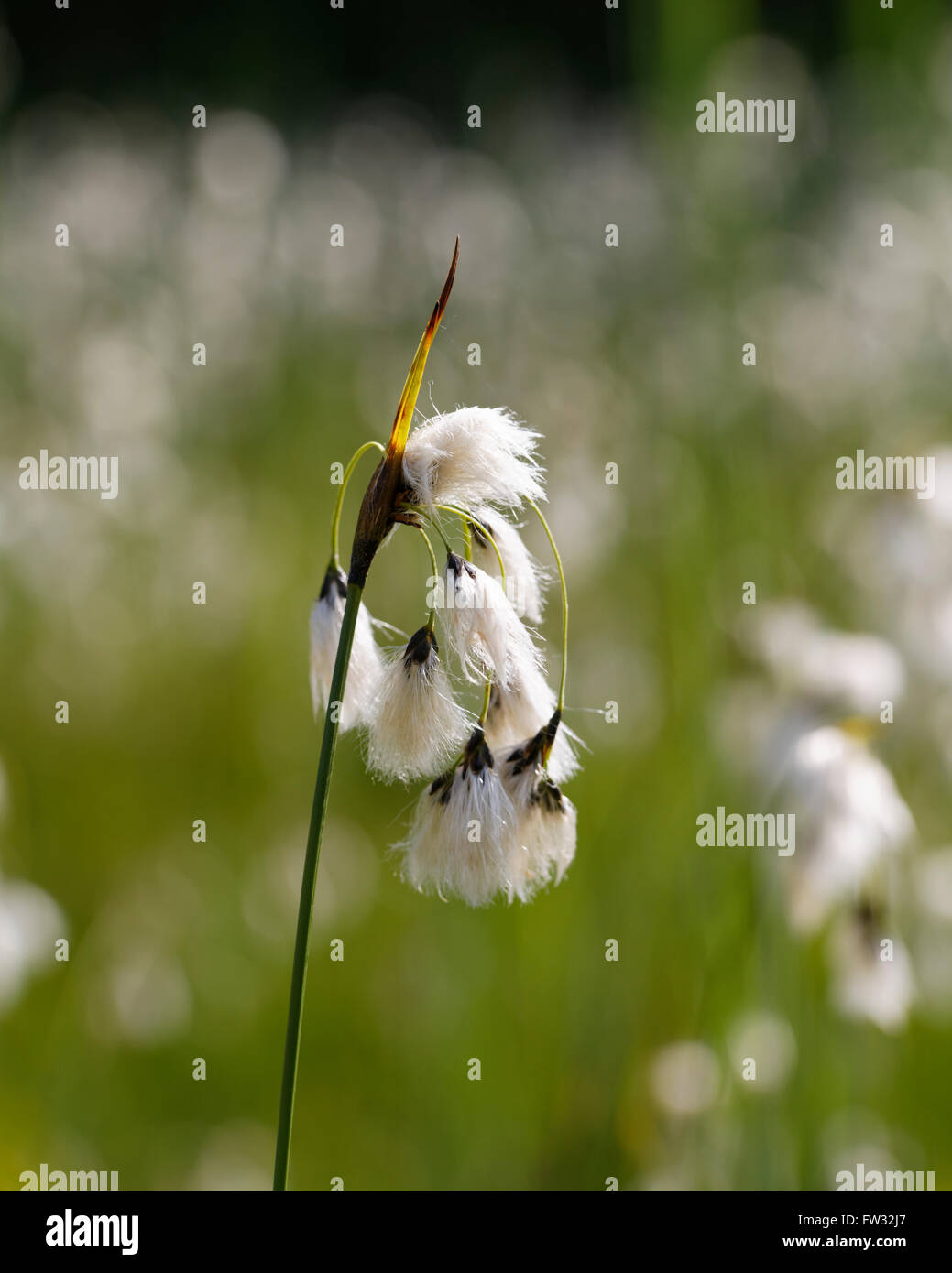 Wollgras (Wollgras), Magnetsrieder Hardt in der Nähe von Weilheim, Upper Bavaria, Bavaria, Germany Stockfoto