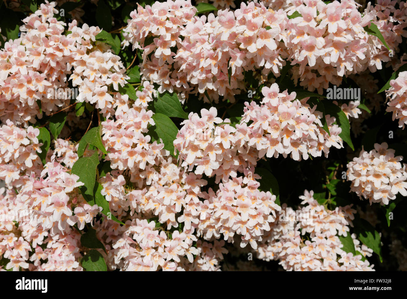 Rosa blühende Schönheit Bush (Kolkwitzia Amabilis), Garten, Strauch, Bayern, Deutschland Stockfoto