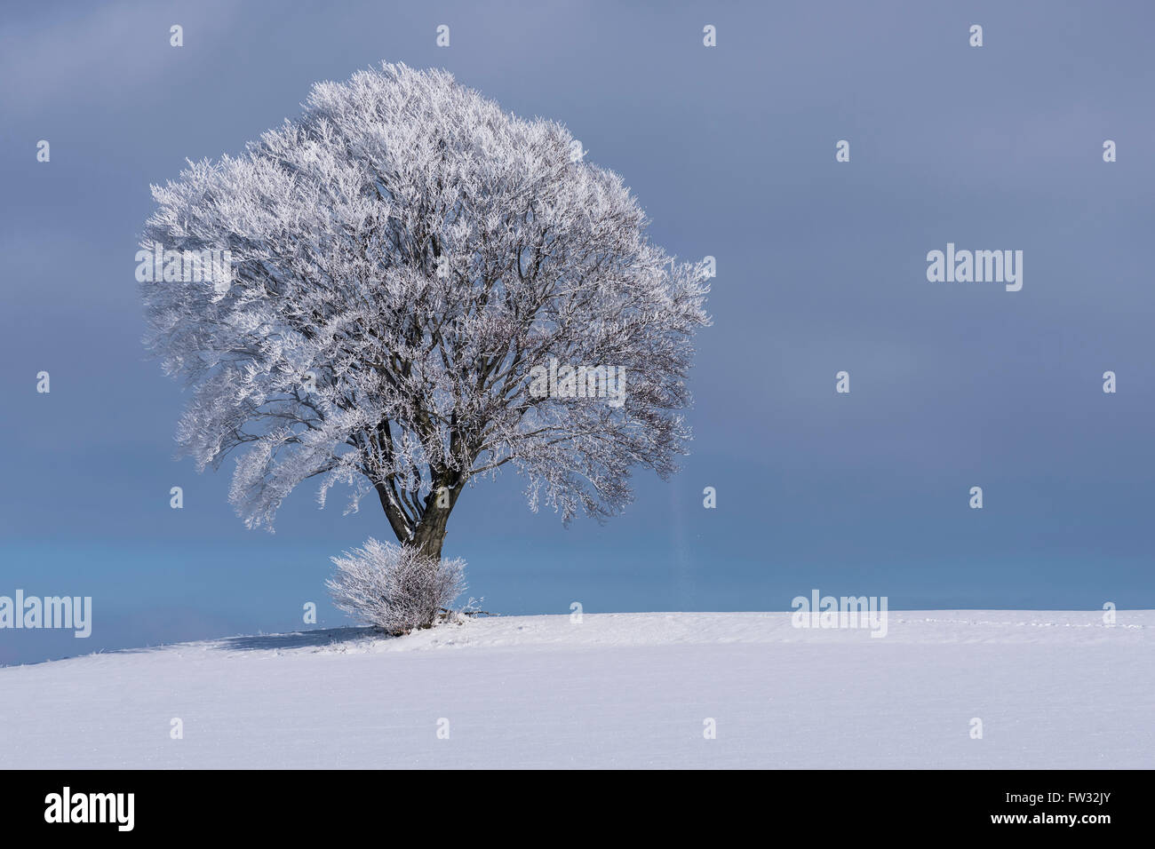 Laubbaum mit Raureif und Schnee, verschneite Winterlandschaft in Bautzen, Sachsen, Deutschland Stockfoto