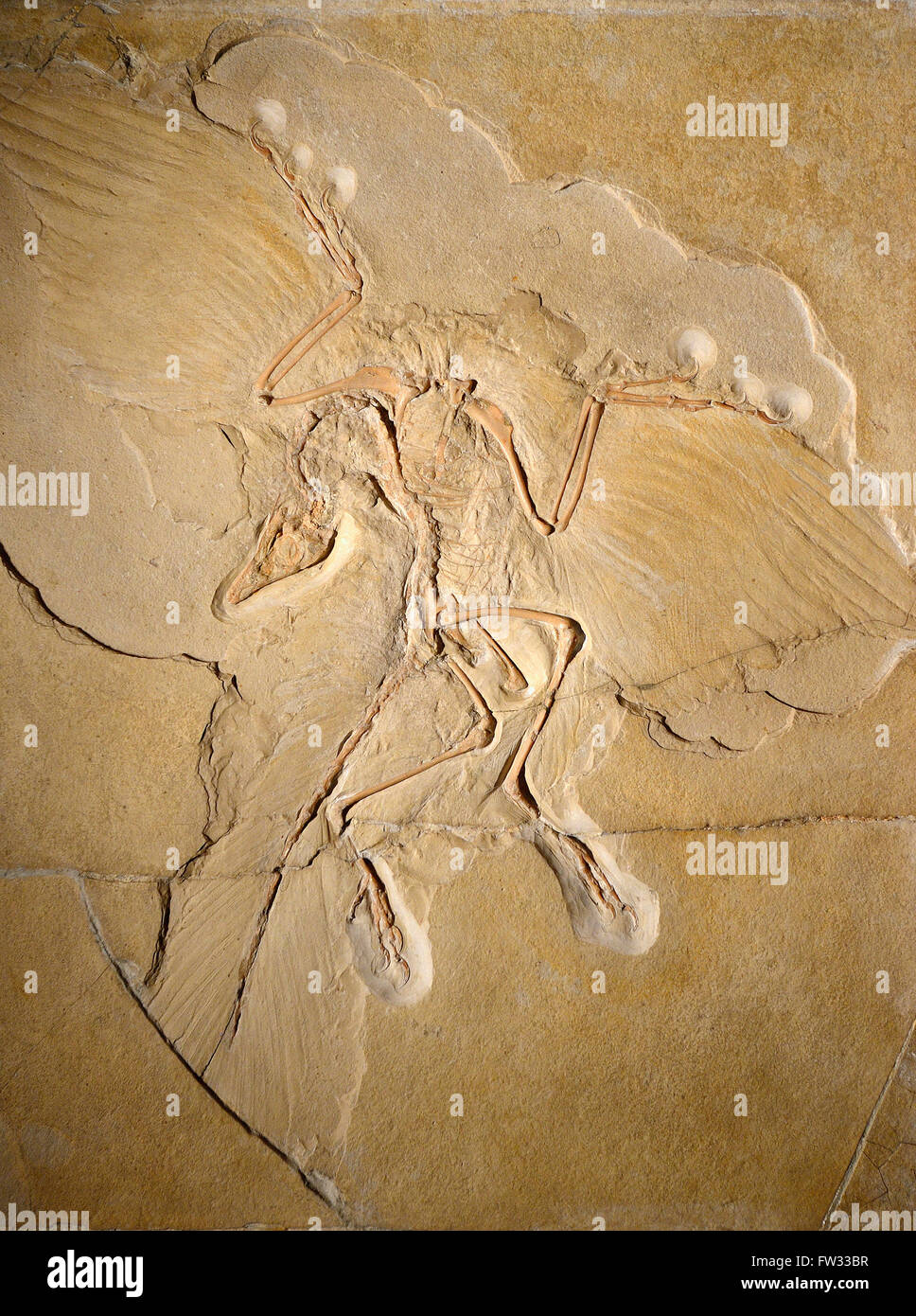 Weltweit bedeutendste Fossil des Archaeopteryx (Archaeopteryx Lithographica), Naturkunde, Naturgeschichte-museum Stockfoto