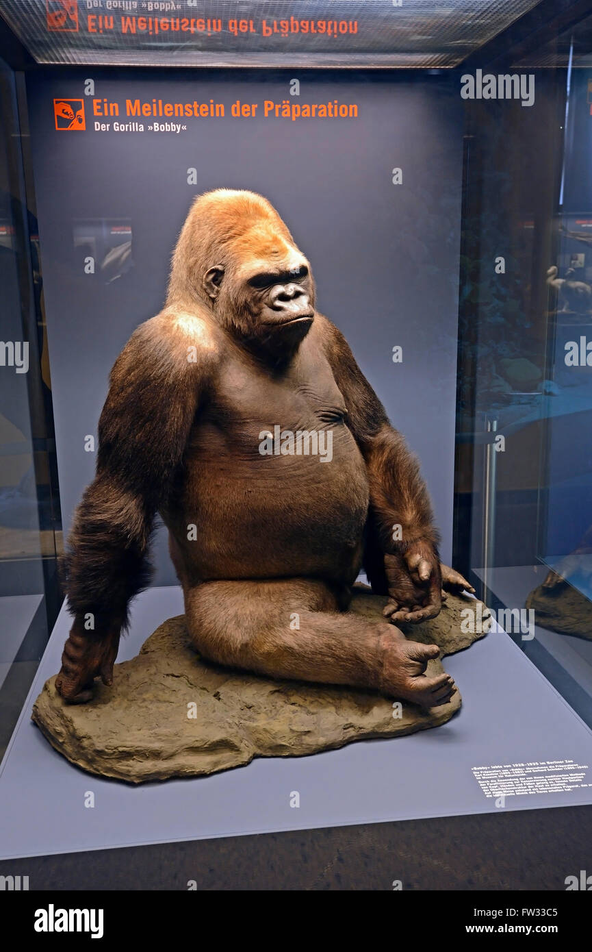 Vorbereitung von Gorillas (Gorilla) Bobby aus dem Berliner Zoo, Naturkunde, Natural History Museum, Berlin, Deutschland Stockfoto