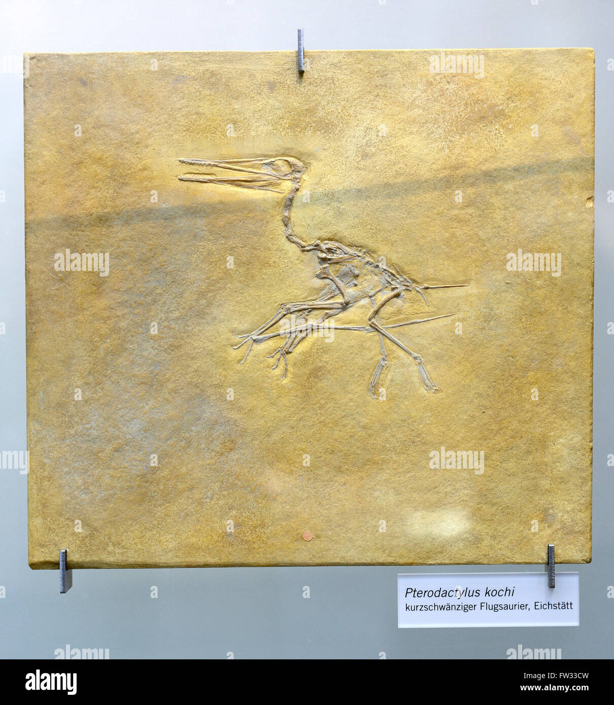 Fossil von Pterodactylus Kochi (Pterodactylus Kochi), Naturkunde, Naturkundemuseum, Berlin, Deutschland Stockfoto