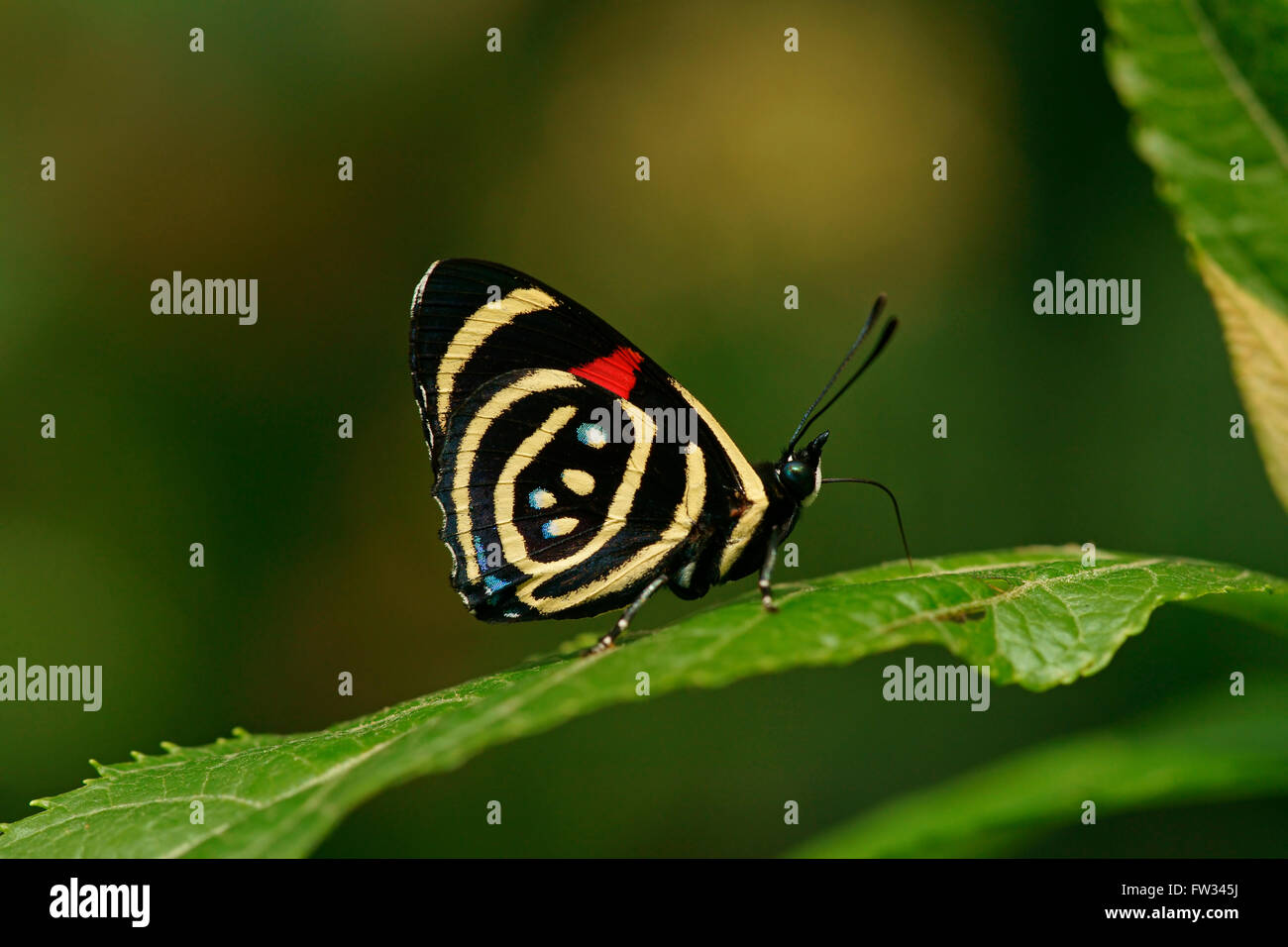 Tropischer Schmetterling Edelfalter (Nymphidae), Hydaspes achtzig - acht oder kleinen Callicore (Callicore Hydaspes) Stockfoto