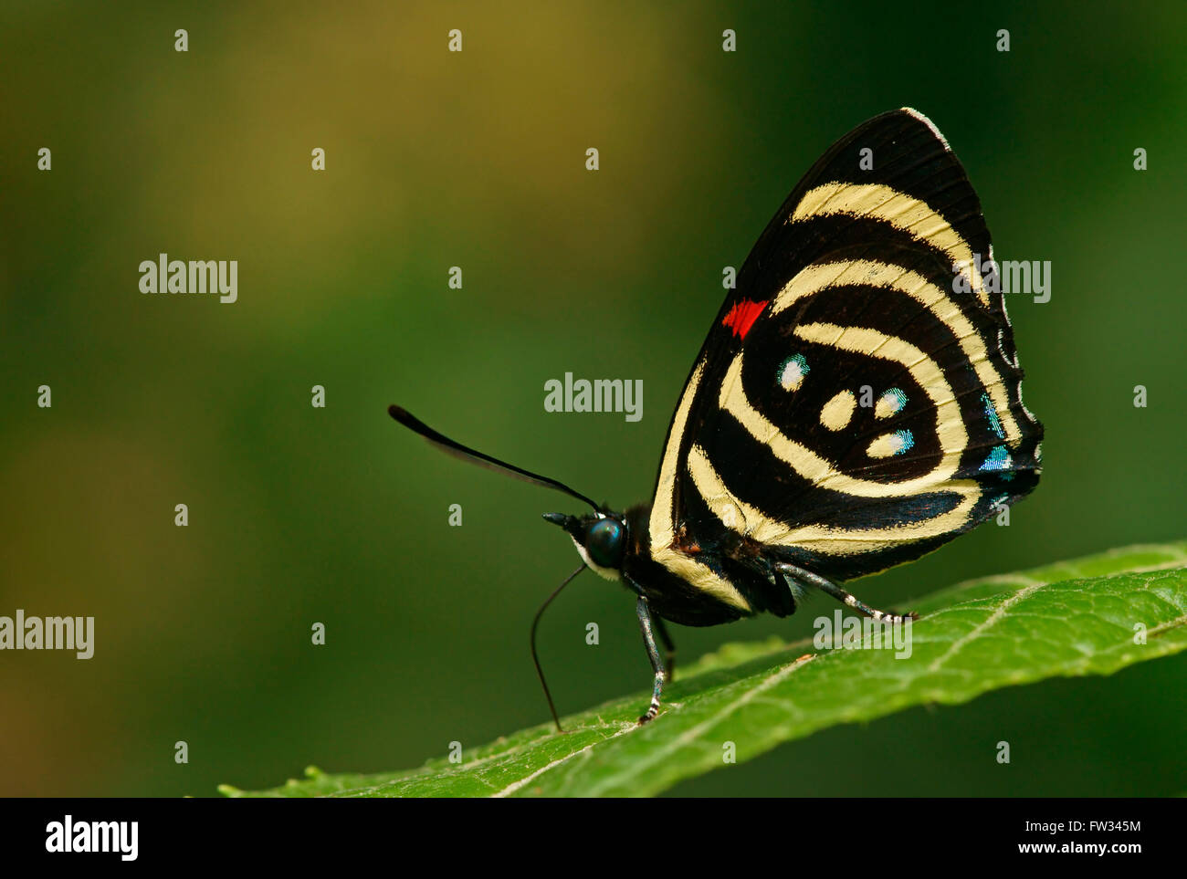Tropischer Schmetterling Edelfalter (Nymphidae), Hydaspes achtundachtzig oder wenig Callicore (Callicore Hydaspes) Stockfoto