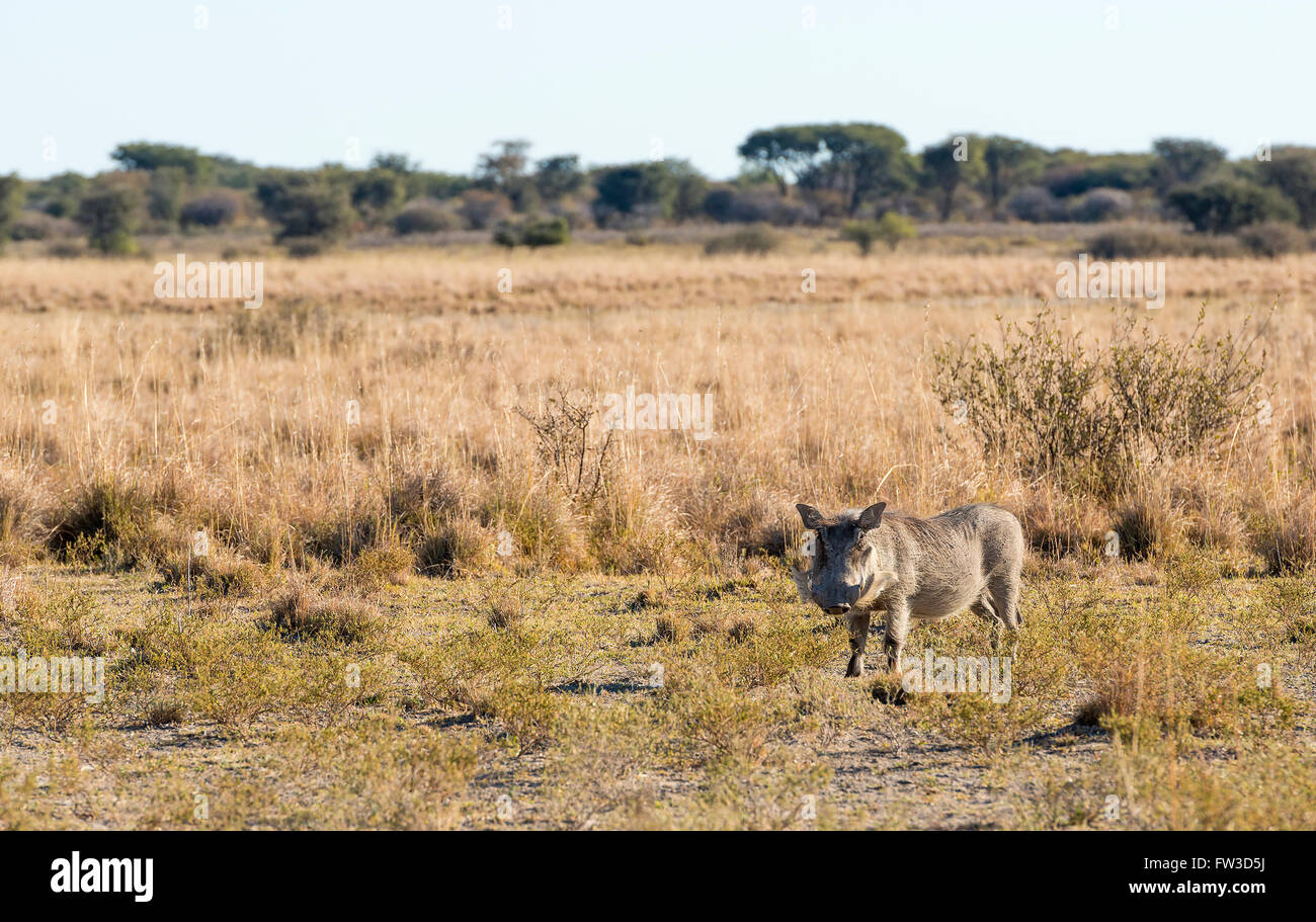 Warzenschwein auf den Ebenen in Botswana, Afrika Stockfoto