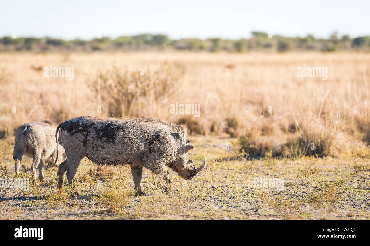 Warzenschwein auf den Ebenen in Botswana, Afrika Stockfoto