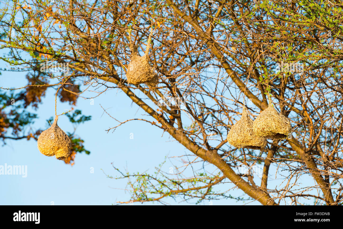 Erstaunliche Webervogel Nester hängen in den Bäumen in Botswana, Afrika Stockfoto