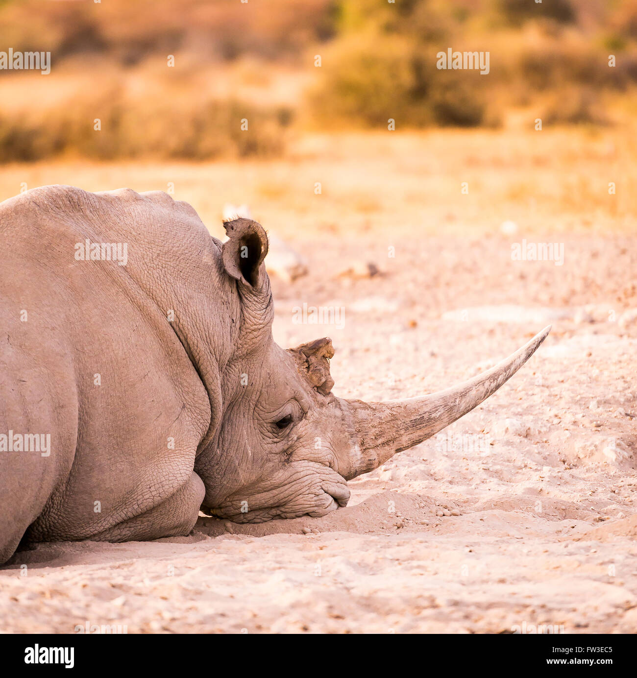White Rhino oder Nashorn auf Safari in Botswana, Afrika Stockfoto