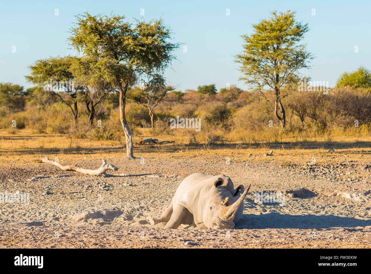 White Rhino oder Nashorn auf Safari in Botswana, Afrika Stockfoto