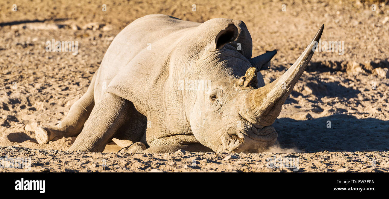 White Rhino oder Nashorn auf Safari in Botswana, Afrika Stockfoto