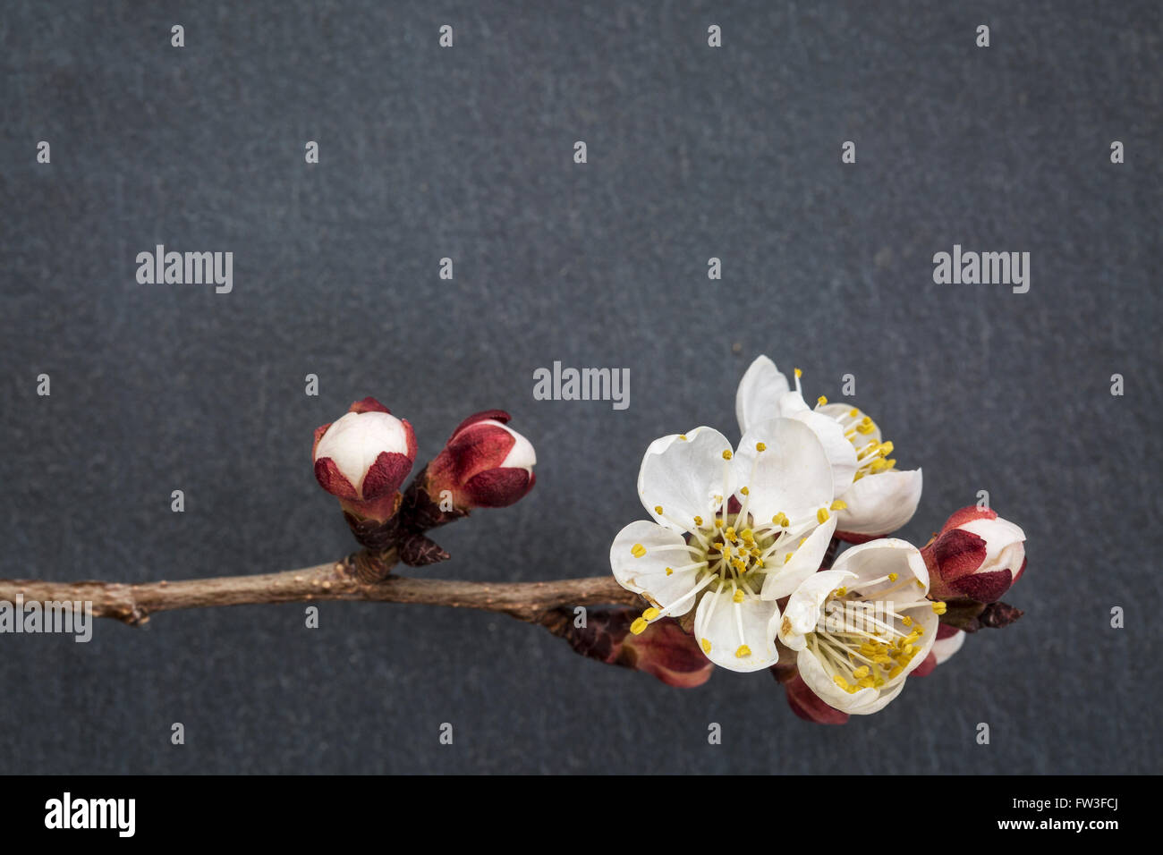 Aprikosenbaum Zweig mit Blüten gegen graue Schiefer mit einem Textfreiraum Stockfoto