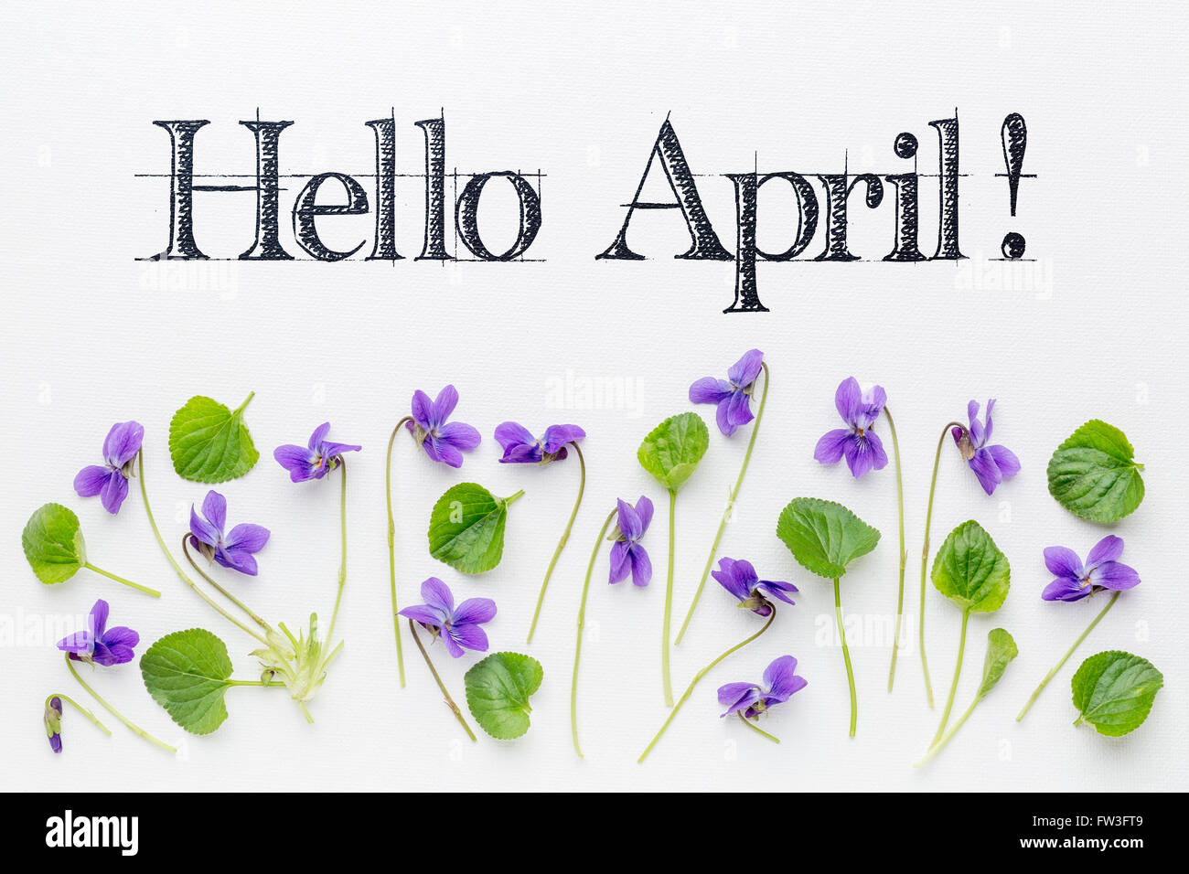 Hallo Grüße April mit frischen Viola Blumen und Blätter auf weißer Leinwand Stockfoto