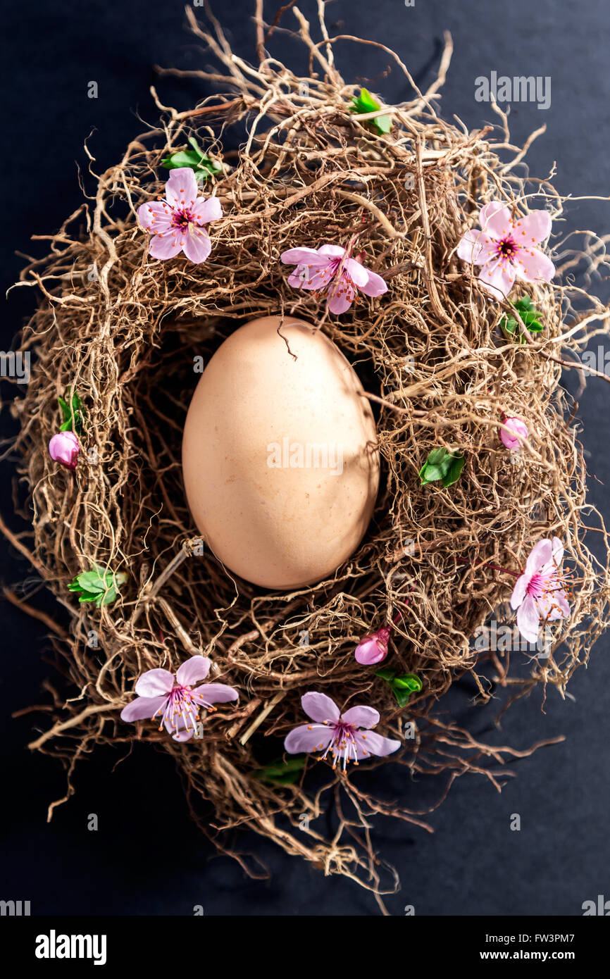 Einziges Ei im Nest mit Frühling Blumen Stockfoto