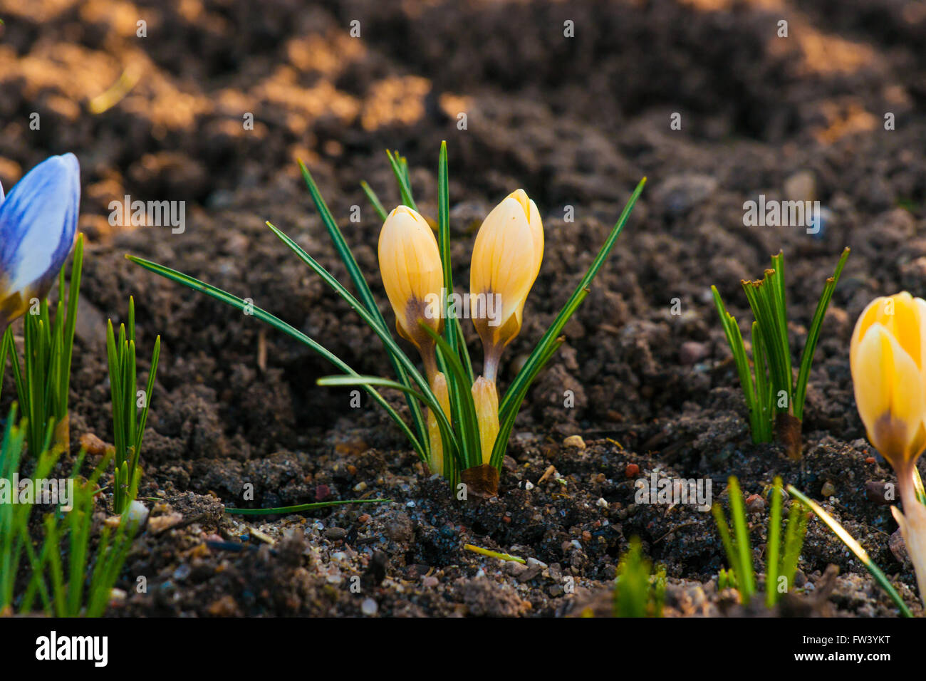 Frühling Krokus Blumen in gelb und blau in einem Garten Stockfoto