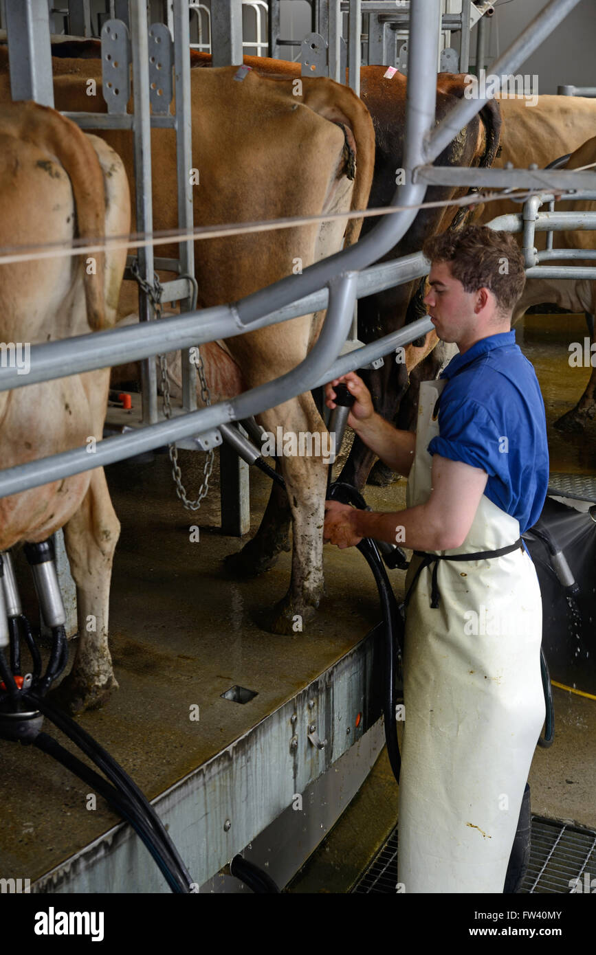 Ein Milchbauer behebt Tassen auf Jersey Kühe gemolken in einem rotierenden Schuppen Stockfoto