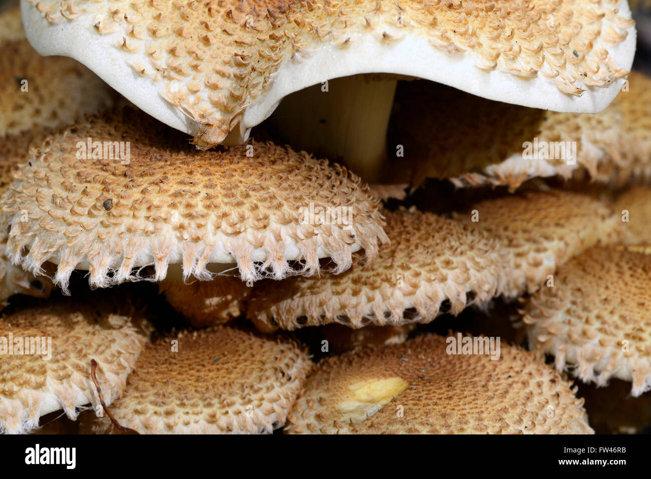 Sparriger Schueppling (Pholiota Squarrosa), Brandenburg, Deutschland, Europa Stockfoto