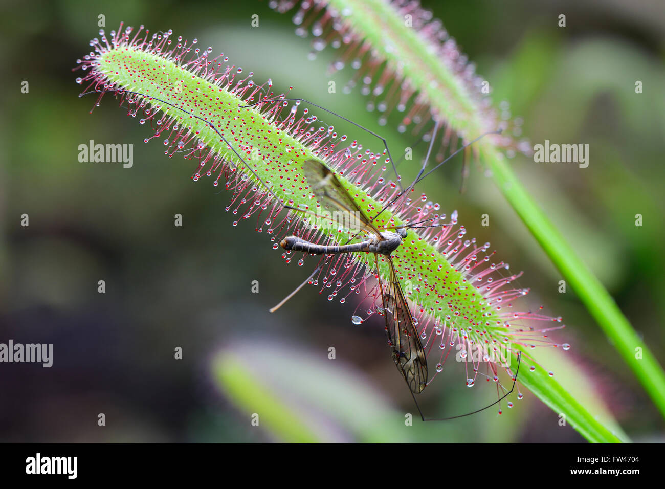 Schnake Gefangen Vom Kap-Sonnentau (Drosera Capensis), Vorkommen Suedafrika Stockfoto