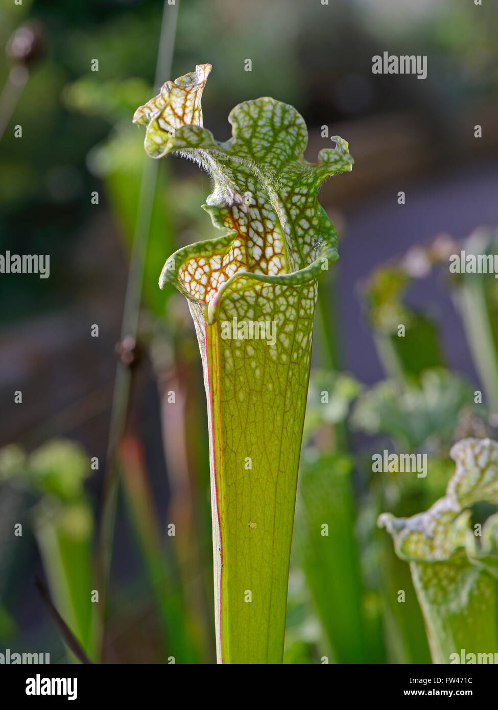 Weisse Schlauchpflanze (Sarracenia Leucophylla), Nordamerika Stockfoto