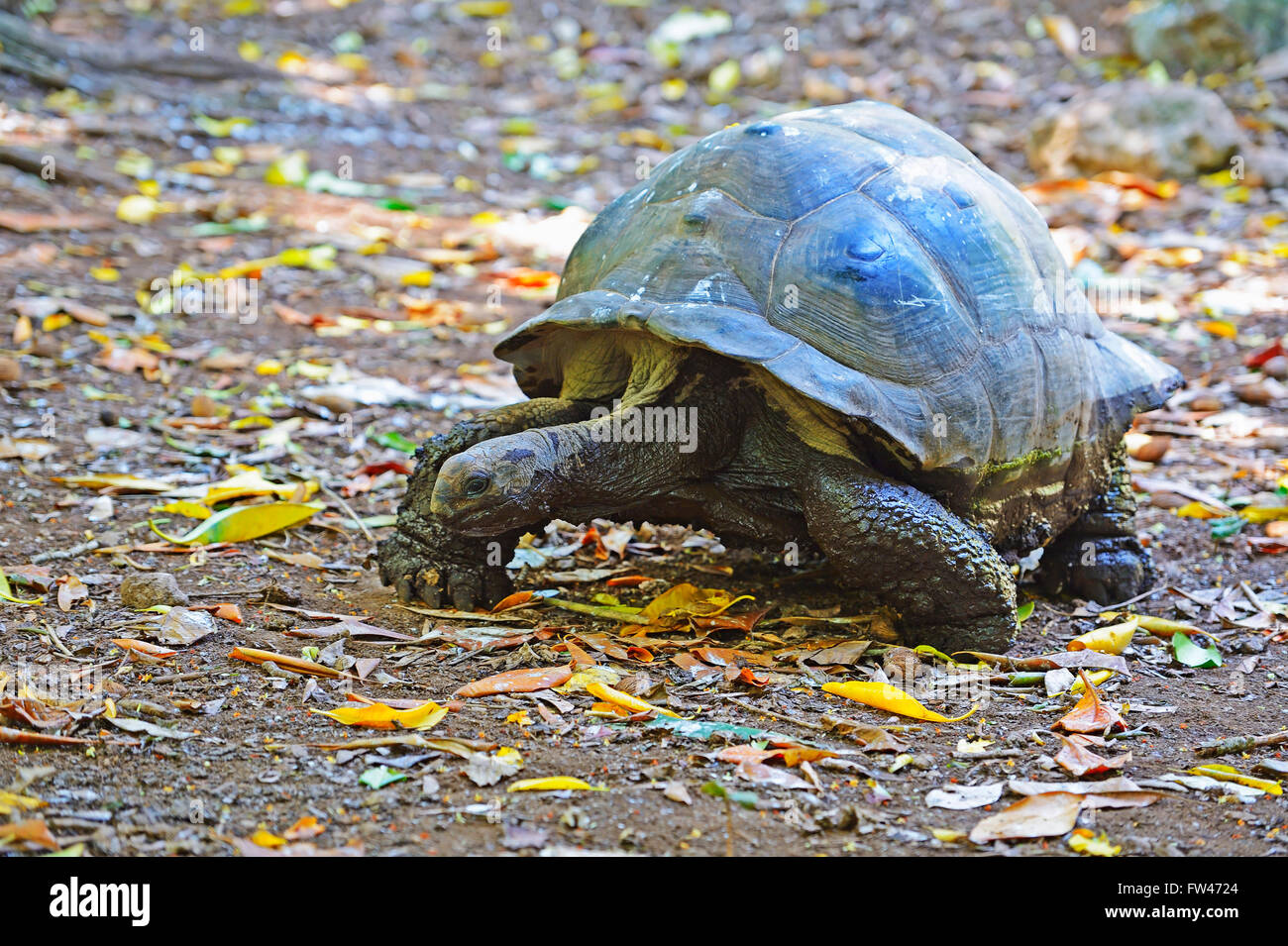 Aldabra-Riesenschildkroete (Geochelone Gigantea), Insel Cousin, Seychellen Stockfoto