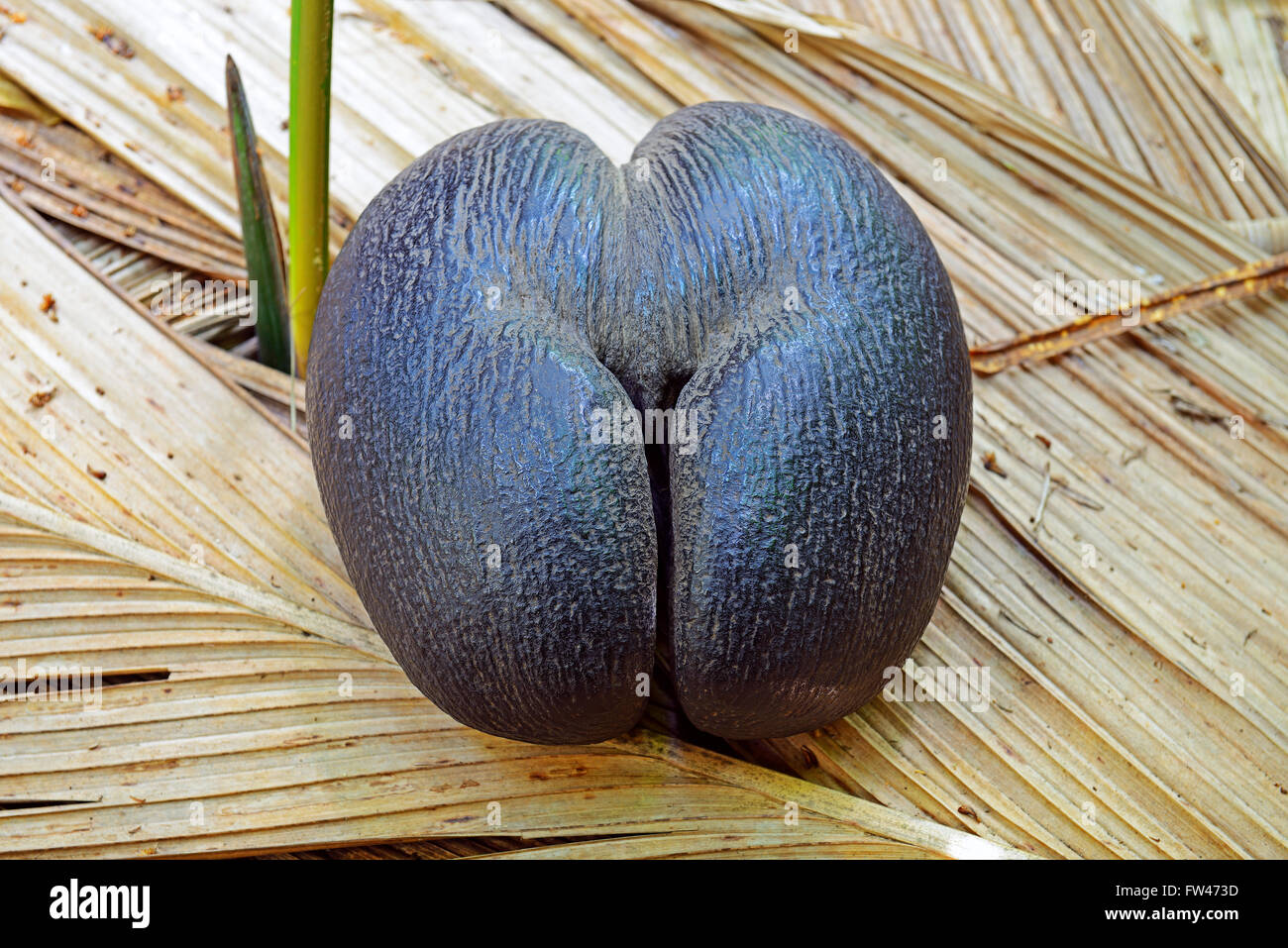 Coco de Mer, auch, Geiern Samen der Erde Frucht der Seychellenpalme (Lodoicea Maldivica), Vallee de Mai Nationalpark, UNESCO-Weltkulturerbestätten, Insel Praslin, Seychellen Stockfoto