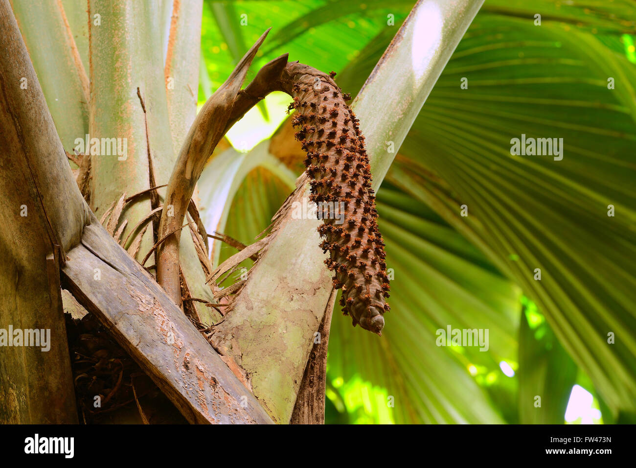 Maennlicher Samenstand der Seychellenpalme (Lodoicea Maldivica), Vallee de Mai Nationalpark, UNESCO-Welterbe, Insel Praslin, Seychellen Stockfoto