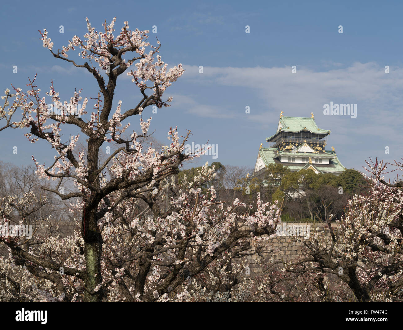 Pflaumenblüte in Osaka Castle im zeitigen Frühjahr (März) Stockfoto