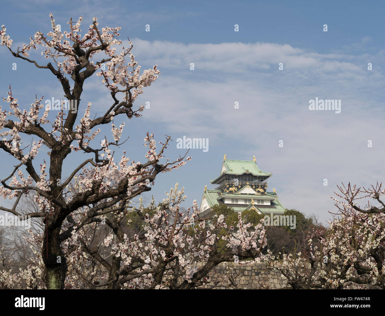 Pflaumenblüte in Osaka Castle im zeitigen Frühjahr (März) Stockfoto