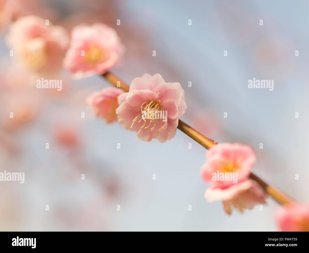 Die pflaumenblüte Fotos und Bildmaterial in hoher Auflösung Alamy