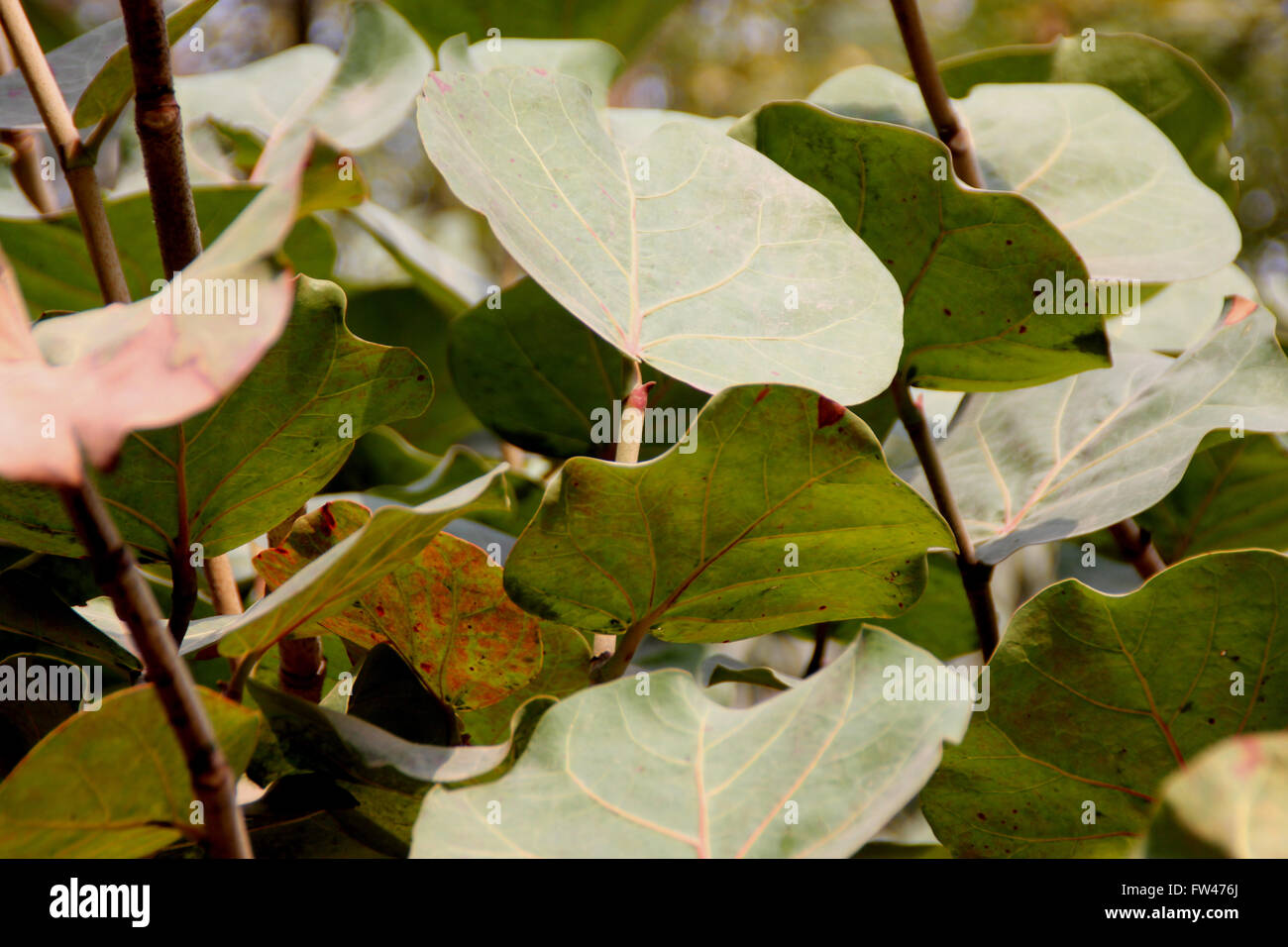 Coccoloba Uvifera, Baygrape, Seagrape, kleiner Baum der Küstenregionen oft mit runden Blättern, Trauben-artigen Früchte kultiviert Stockfoto