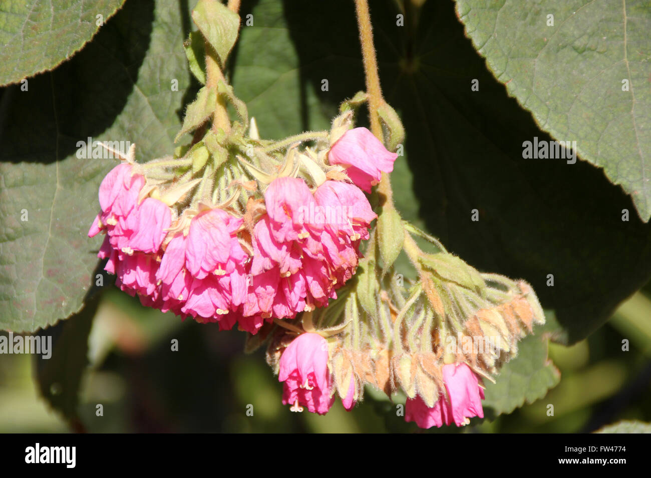 Dombeya Wallichii, rosa Ball Baum tropischen Hortensie, Baum mit Herz geformt, gezackten Blättern und rosa Blüten Stockfoto