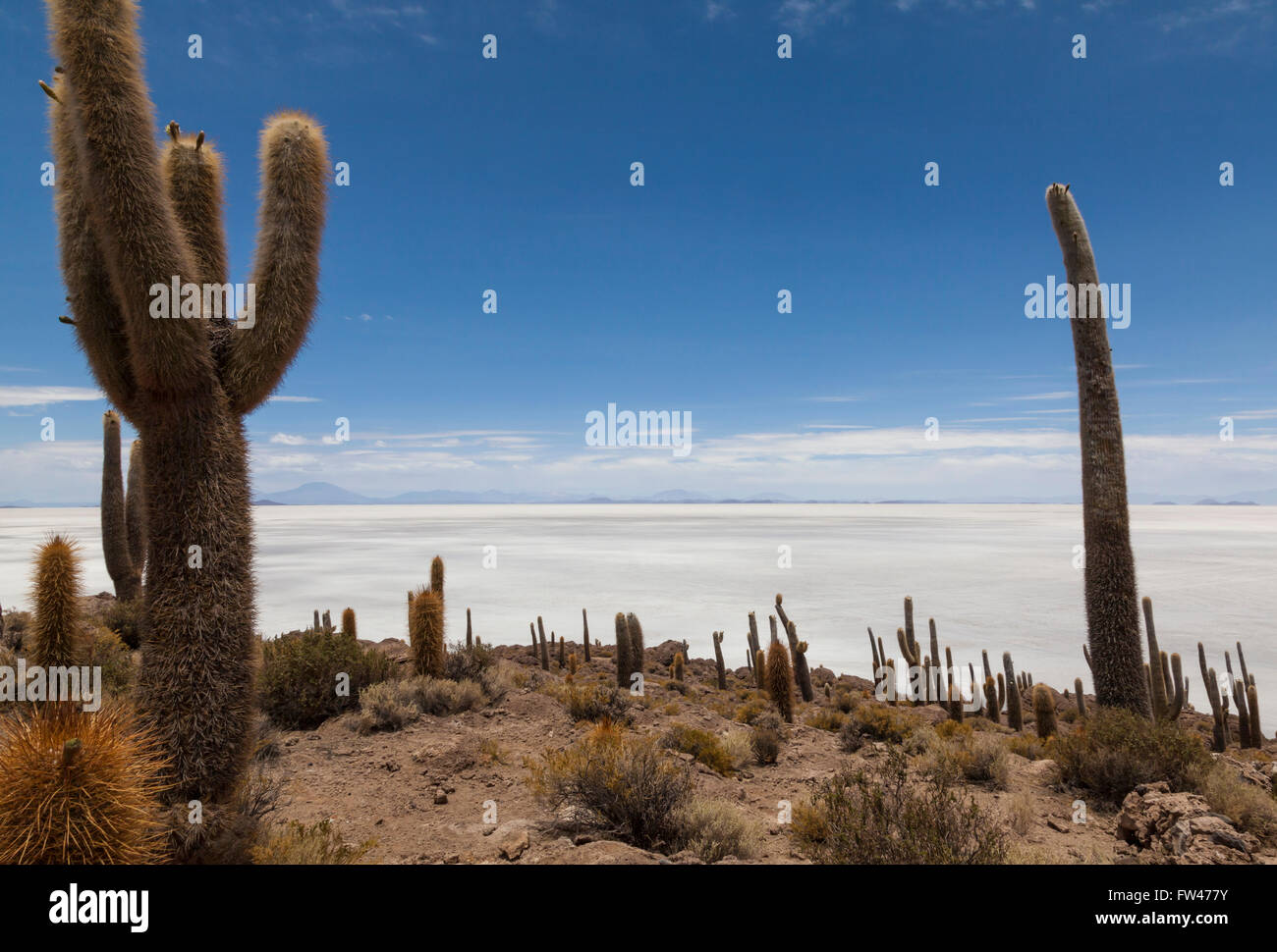 Isla del Pescado, Salar de Uyuni, Bolivien Stockfoto
