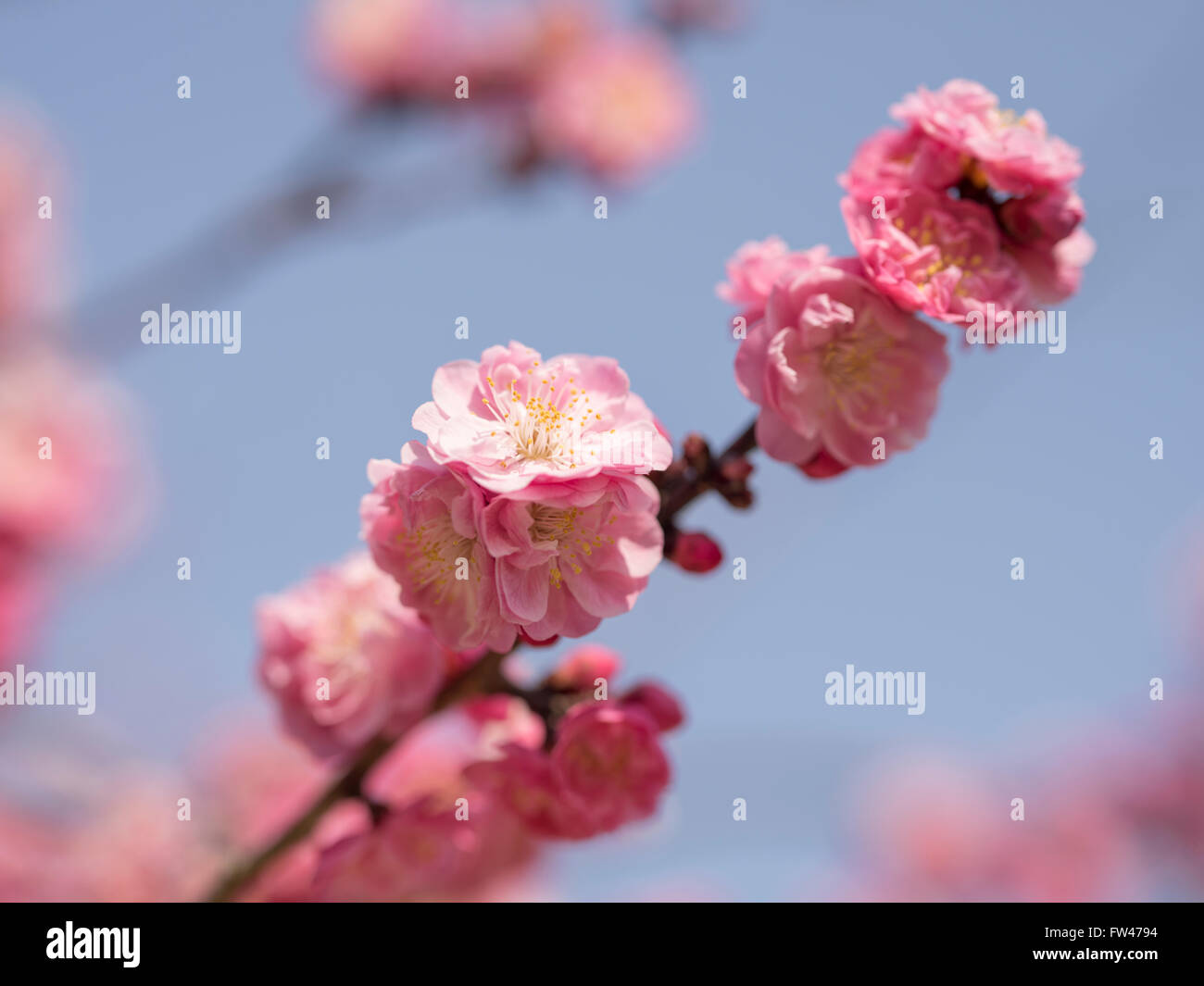 Kitano Tenmangu Schrein, Kyoto - bekannt für seine Pflaumenblüten Anfang März. Stockfoto