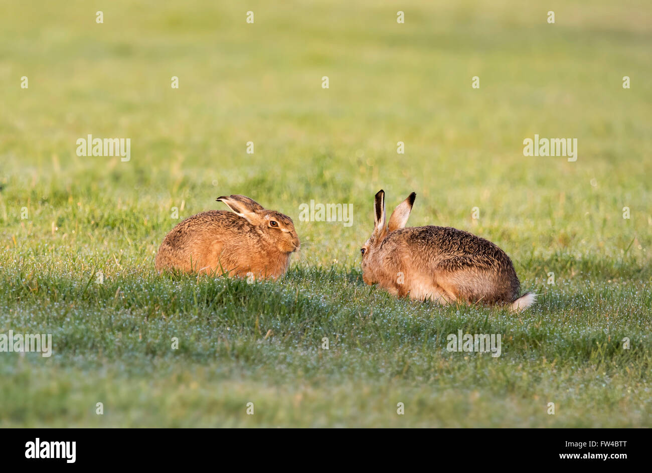 Paar braune Hasen Lepus Europaeus genießen Wärme der frühen Morgensonne, Warwickshire Stockfoto