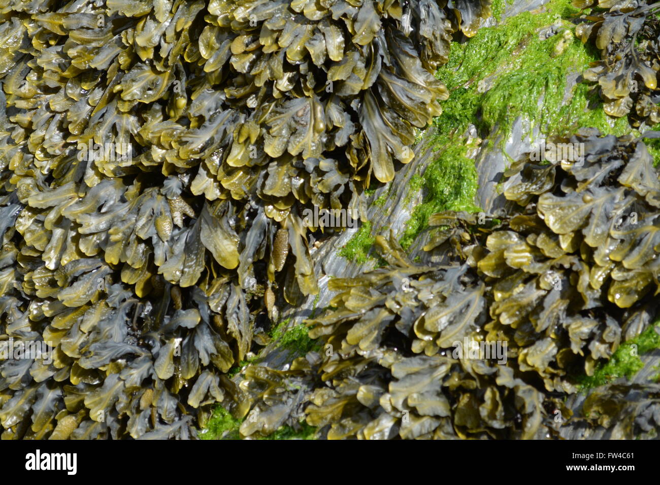 Algen wachsen auf den Felsen am Ufer in Ilfracombe, devon Stockfoto