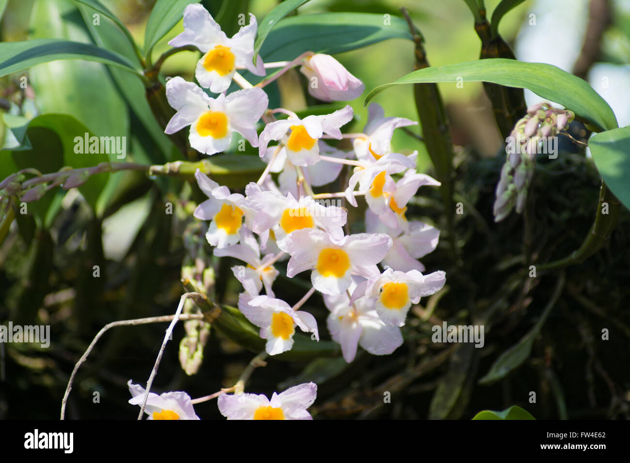 Dendorbian Farmeri Paxton Stockfoto