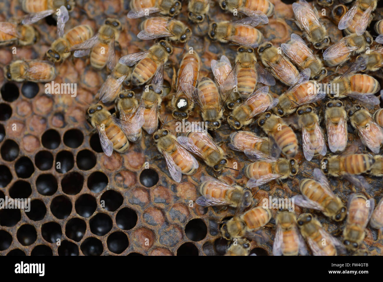 Bienen bei der Arbeit auf einem Frame in einem neuen Bienenkorb mit der Königin (tragen den weißen Fleck) Stockfoto