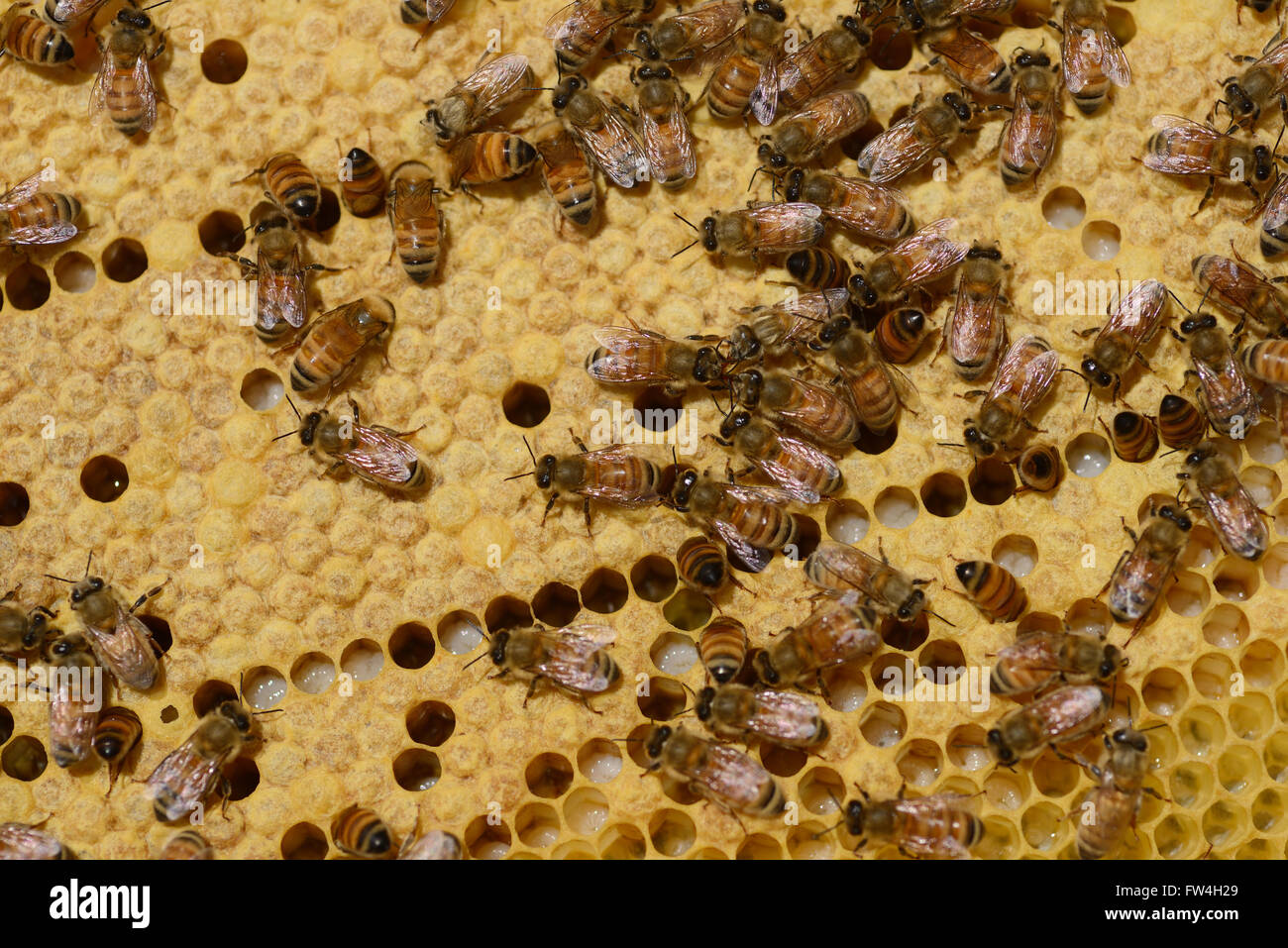 Bienen arbeiten Fütterung der Larven in einem Frame in einem neuen Bienenkorb Stockfoto