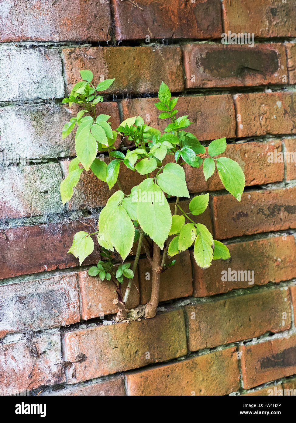 grüne Pflanze, die zwischen den Steinen eine Mauer Stockfoto