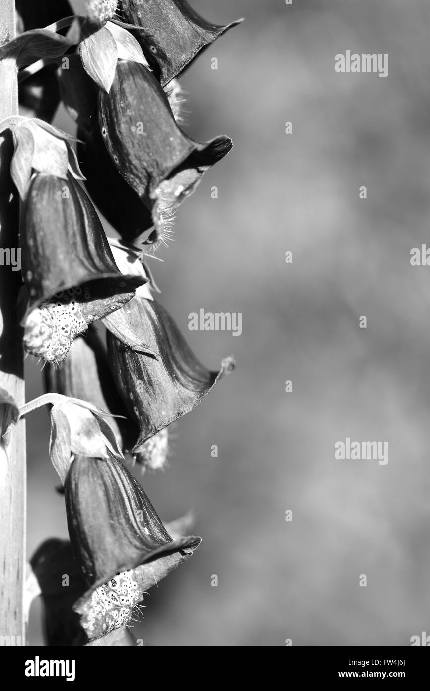 Fingerhut (Digitalis Purpurea). Pflanzen Sie in der Familie Wegerichgewächse in Blüte, mit Sonnenlicht auf der einen Seite gesehen Stockfoto