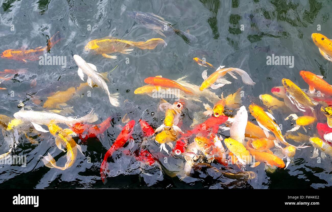 Schwimmen fisch hintergrund Fotos und Bildmaterial in hoher Auflösung