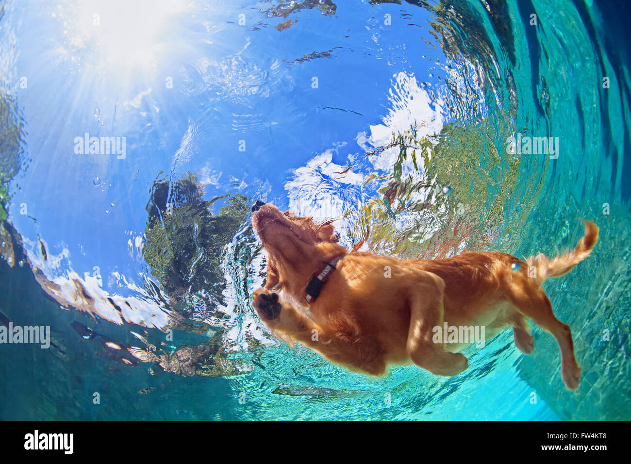 Unterwasser Foto golden Labrador Retriever Welpen im Swimmingpool im freien Spiel mit Spaß - springen und tauchen tief nach unten. Stockfoto
