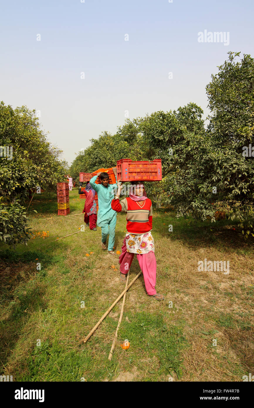 Frauen, die die Kisten mit frisch geerntete Orangen durch einen Obstgarten im ländlichen Rajasthan, Indien. Stockfoto