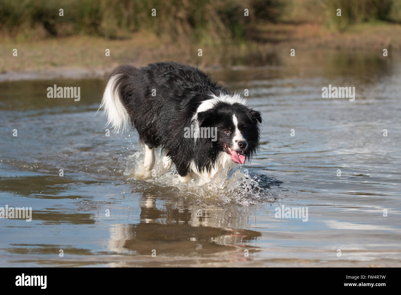 Border Collie im Wasser laufen Stockfoto