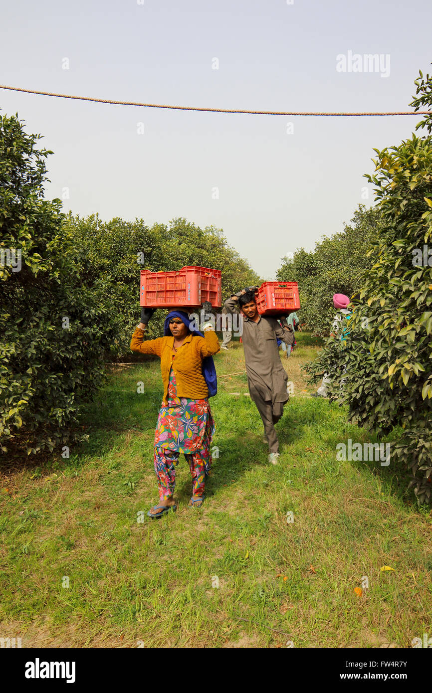 Männer und Frauen, die Kisten mit frisch geerntete Orangen durch einen Obstgarten in Rajasthan, Indien. Stockfoto