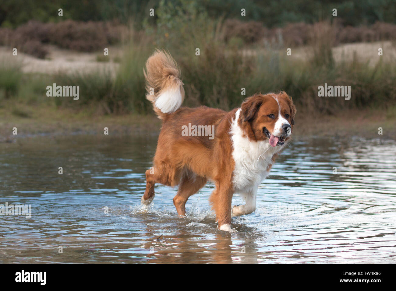Hund im Wasser Stockfoto