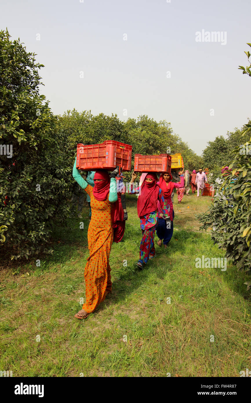 Männer und Frauen, die Kisten mit frisch geerntete Orangen durch einen Obstgarten in Rajasthan, Nordindien. Stockfoto