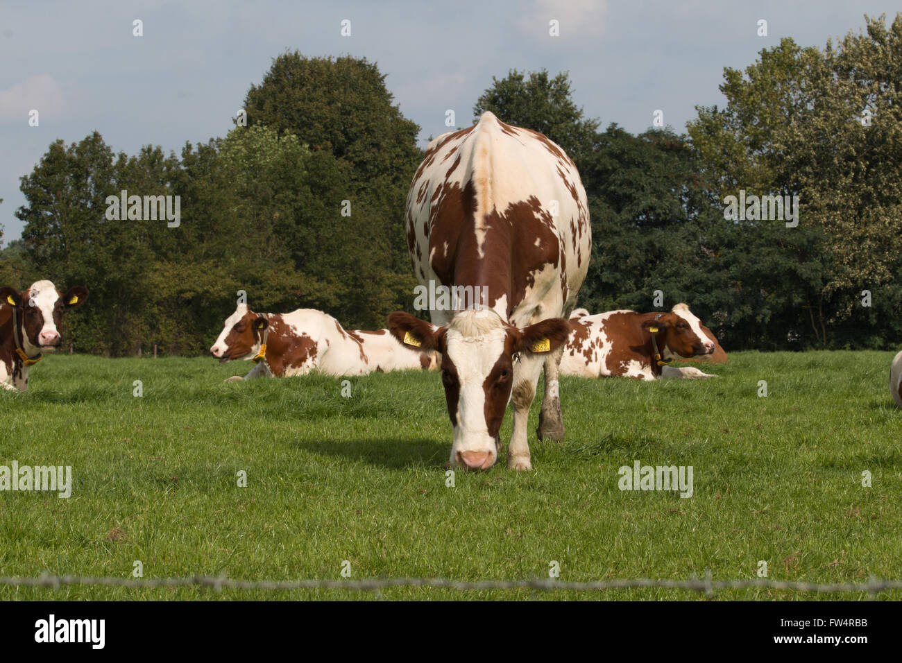 Braune und weiße Kühe im Grünland Stockfoto