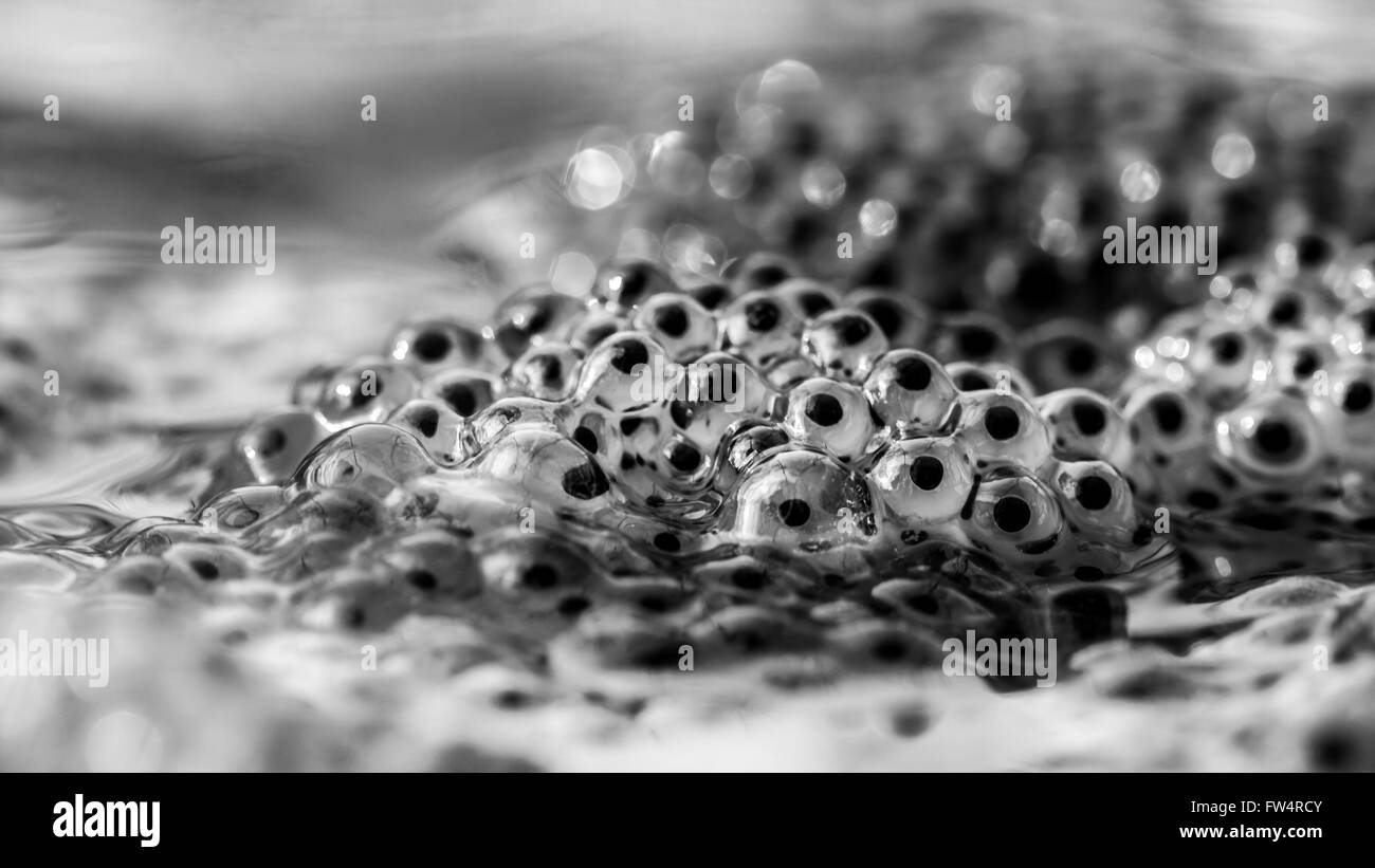 Frisch gelegt Grasfrosch (Rana Temporaria) Frogspawn - Monochrom Stockfoto