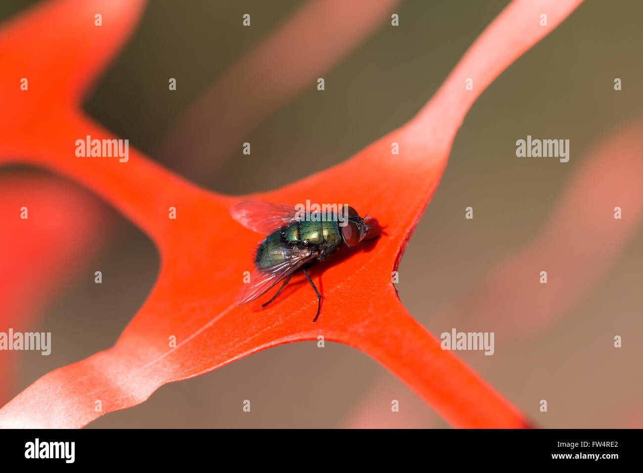 Grüne fliegen sitzen auf orange Kunststoff, Makro Stockfoto