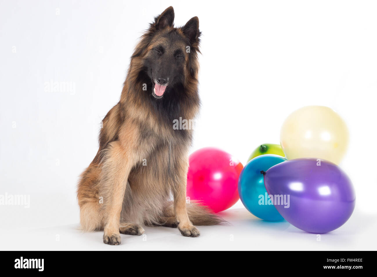 Hundesitting, Belgischer Schäferhund Tervuren, mit geschlossenen Augen, farbige Luftballons, isoliert auf weißem Studio-Hintergrund Stockfoto